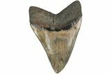 Serrated, Fossil Megalodon Tooth - South Carolina #204595-1